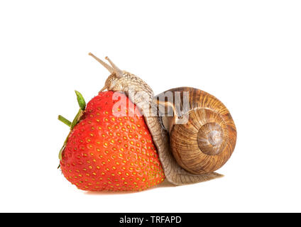 Manger l'escargot l'escargot fraises fraise manger isolé sur fond blanc Banque D'Images