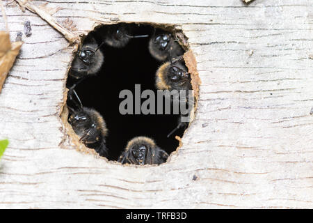 Garde côtière canadienne Garde côtière canadienne ruche d'abeilles ou, à l'entrée d'un nichoir, England, UK Banque D'Images