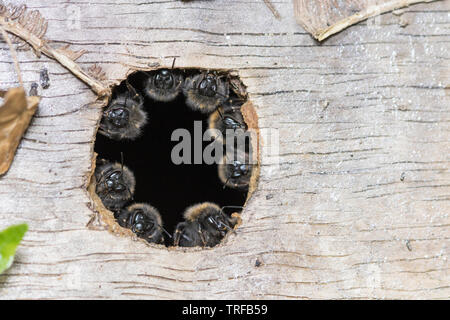 Garde côtière canadienne Garde côtière canadienne ruche d'abeilles ou, à l'entrée d'un nichoir, England, UK Banque D'Images