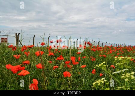 De plus en plus rangée coquelicots devant barbecwier surmontée limite de sécurité de la base militaire de clôture Banque D'Images