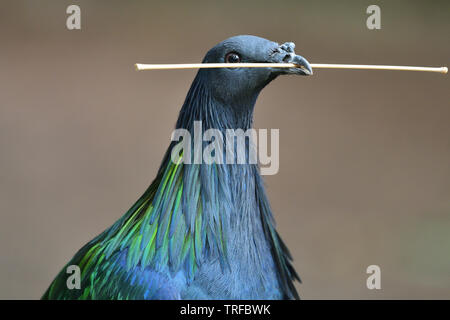 Head shot of a pigeon nicobar (Caloenas nicobarica) avec une brindille dans la bouche de c Banque D'Images