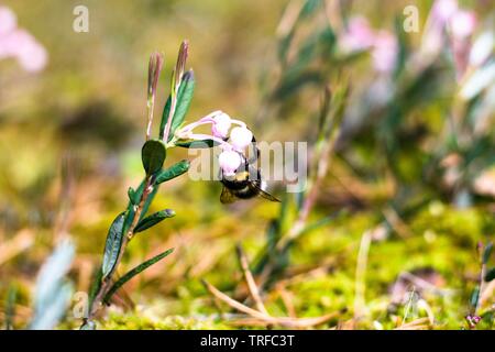 Une grande belle bumblebee se repose sur une fleur rose berry canneberge. Bumblebee recueille le nectar des fleurs dans une prairie ensoleillée. Banque D'Images