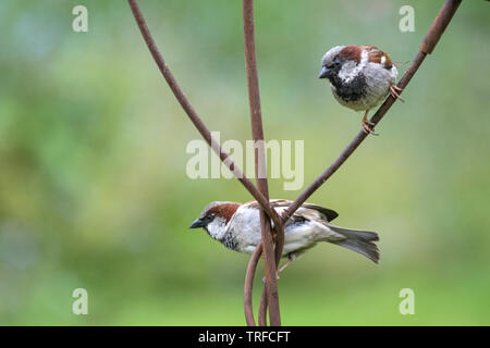 'Le Moineau domestique Passer domesticus' sur un jardin de sculpture, England, UK Banque D'Images