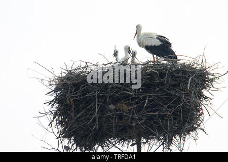 Mère cigogne en nid avec 3 jeunes baby bird cigognes Banque D'Images