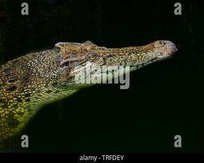 Saltwater crocodile EN CAPTIVITÉ Crocodylus porosus Banque D'Images