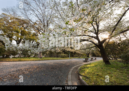 Cerisiers en fleurs dans les jardins du Palais Impérial, Kyoto, Japon Banque D'Images