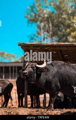 Les buffles d'eau (Bubalus bubalis) mâle à ferme de bétail Banque D'Images