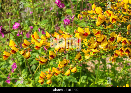 Fleurs jaunes et rouges sur un Cytisus scoparius, une plante vivace arbuste légumineux aussi connu sous le nom de genêt commun, le genêt à balai et balai Anglais Banque D'Images
