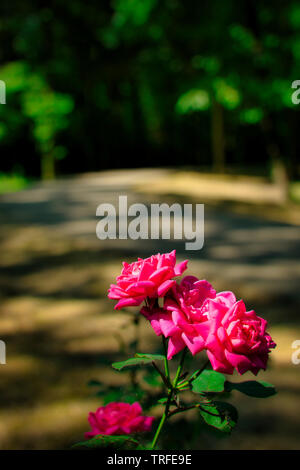 Les roses sauvages sont en fleurs le long du Riverwalk de Columbus, dans le Mississippi. Dieux magnifiques créations sont tout autour de nous pour profiter de tous les jours. Banque D'Images