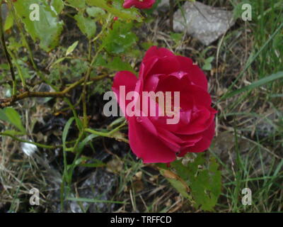 Close-up belle rose rouge dans un jardin. Belle fleur délicate rose rouge sur un fond vert sombre. Concept pour l'amour de la Saint-Valentin Banque D'Images