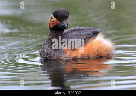 Grèbe à cou noir Podiceps nigricollis] - [RSPB Saint Aidan's , Wakefield, West Yorkshire, Royaume-Uni Banque D'Images