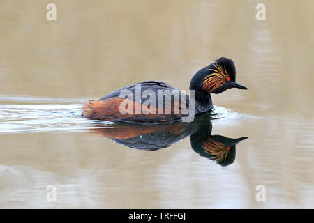 Grèbe à cou noir Podiceps nigricollis] - [RSPB Saint Aidan's , Wakefield, West Yorkshire, Royaume-Uni Banque D'Images