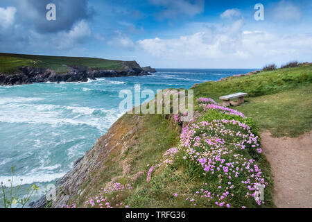 Sea Thrift Armeria maritima poussant sur la côte de Porth Joke Polly à Newquay en Cornouailles. Banque D'Images