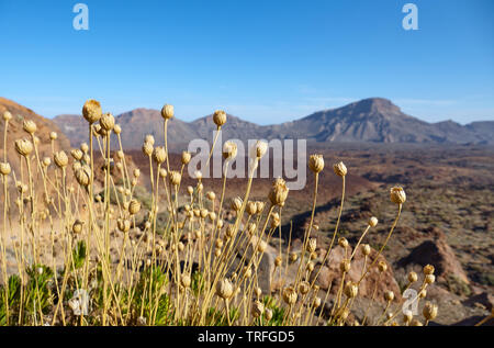 Les têtes de fleurs séchées dans le Parc National du Teide au coucher du soleil, faible profondeur de champ, Tenerife, Espagne. Banque D'Images