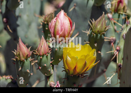 Opuntia, cactus en fleur, en fleurs. Banque D'Images