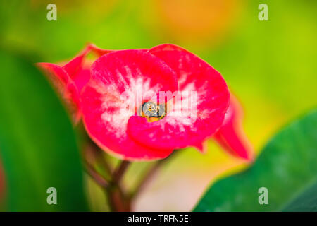 Mélange de rouge et blanc Fleur pétales ronds de couleur vert et jaune avec gros plan arrière-plan flou Banque D'Images