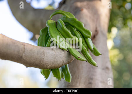 Caroubier. Ceratonia siliqua, communément appelé le caroubier ou caroube bush. Gousses de caroube bio au sain avec des graines et des feuilles. L'alimentation saine. Banque D'Images