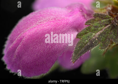 Extreme close up of hairy purple Lamium purpureum fleur avec jeune feuille Banque D'Images