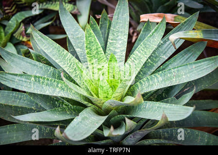 Bromelia rayé vert feuilles grandes dans le jardin de broméliacées Banque D'Images