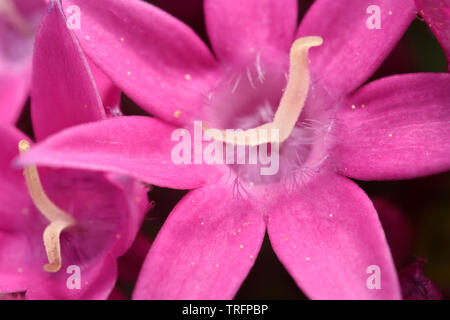 Close up de sept pétale rose fleur de Pentas Lanceolata Lumière Papillon Lavande Banque D'Images