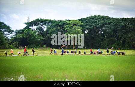 La plantation du riz en saison des pluies, l'agriculture de l'Asie / l'agriculteur sur la plantation de riz biologique des terres agricoles de riz Banque D'Images