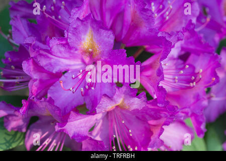 Rhododendron fleurs roses on twig Banque D'Images