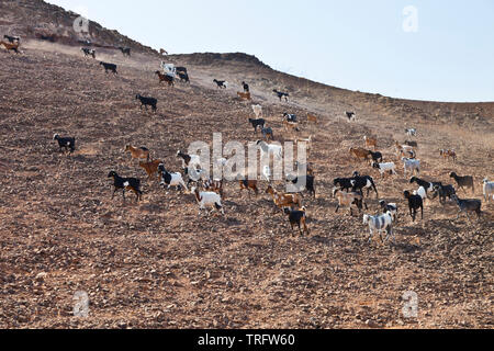 Cabra majorera. Lezque Pueblo. L'île de Fuerteventura. Provincia de Las Palmas. Islas Canarias. España Banque D'Images