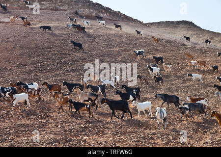 Cabra majorera. Lezque Pueblo. L'île de Fuerteventura. Provincia de Las Palmas. Islas Canarias. España Banque D'Images