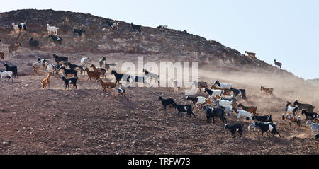 Cabra majorera. Lezque Pueblo. L'île de Fuerteventura. Provincia de Las Palmas. Islas Canarias. España Banque D'Images