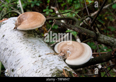 Merveilles de la forêt d'automne, très beau paysage bouleau recouverts de mousse et sur elle pousse beaucoup de champignons. Banque D'Images