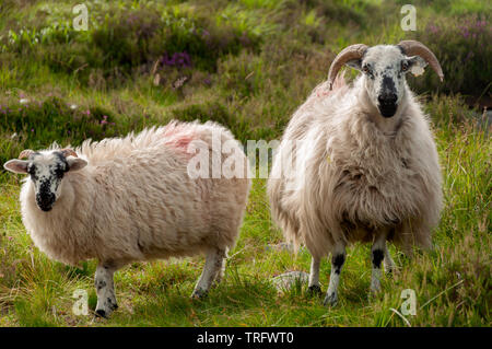 Brebis Irlande deux brebis irlandais à face noire avec une longue laine polaire paître sur une prairie verte luxuriante. Banque D'Images