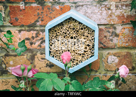 Une abeille chambre parmi les roses pour encourager les insectes utiles dans le jardin. Banque D'Images