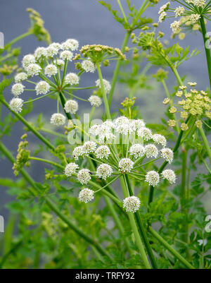 Oenanthe crocata pruche filipendule vulgaire de l'eau de plus en plus les marges d'un étang dans le Somerset UK Banque D'Images