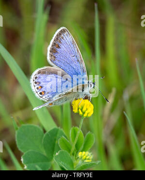 Les femelles de la variante bleu avec des zones de coloration bleue se nourrissant de hop trefoil à Kenfig South Wales UK Banque D'Images