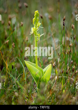 Orchidée Liparis loeselii Fen ovata sous-espèce poussant dans les lettes dunaires à Kenfig Burrows, dans le sud du Pays de Galles Banque D'Images