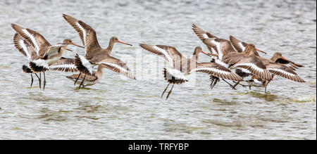 Barge à queue noire Limosa limosa pour nourrir à une lagune d'eau douce peu profonde à Slimbridge sur l'estuaire de la Severn dans le Gloucestershire UK Banque D'Images