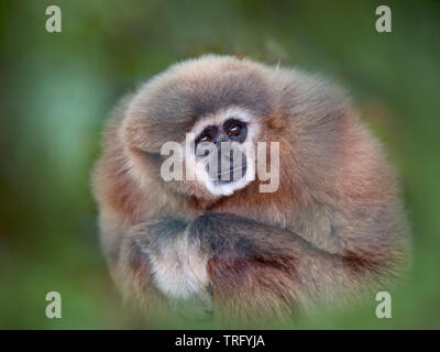 Gibbon Lar Hylobates lar également connu sous le nom de la main blanche en captivité gibbon Banque D'Images