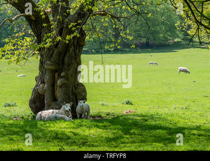 D'Okeover Hall park avec des moutons pâturages broutés dans Staffordshire UK près de Rivière Dove et le Derbyshire border Banque D'Images