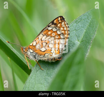 Face inférieure du repos marsh fritillary butterfly Euphydryas aurinia - Cotswold Hills Gloucestershire UK Banque D'Images