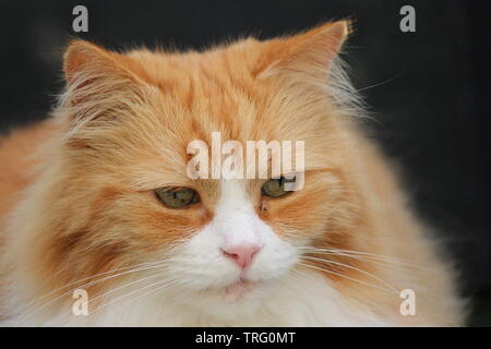 Ginger tom cat ayant un repos dans le jardin Banque D'Images
