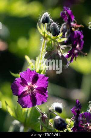 Fleurs de géranium Phaeum mourning widow la ' ' dans un jardin anglais de vivaces Derbyshire UK Banque D'Images