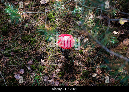 Une mouche dans la forêt de champignons agaric, Amanita muscaria Banque D'Images