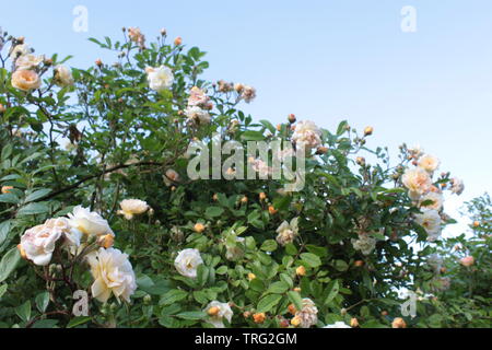 Les buissons roses garden Banque D'Images