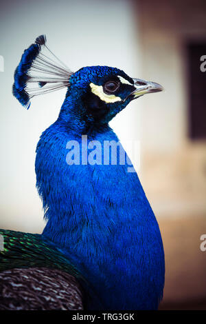 Close up dynamique de peacock en raison de maison historique Banque D'Images