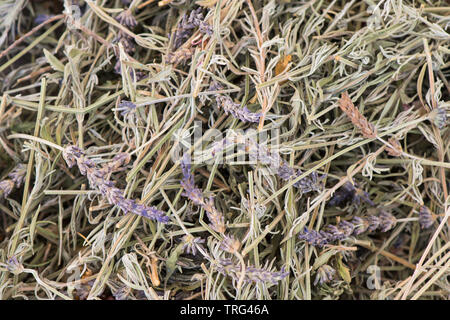 La lavande plantes recueillies et le séchage. Banque D'Images