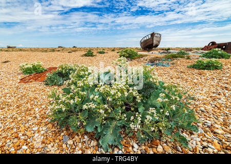 Kale croissant sur la mer plage de galets dormeur. Banque D'Images