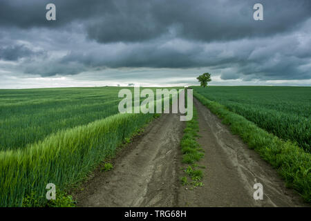 Tout droit chemin de terre à travers un champ d'orge verte, les arbres et les nuages de pluie sombre - voir au printemps Banque D'Images