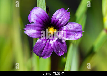 La fleur pourpre d'un western blue-eyed grass (Sisyrinchium bellum) Banque D'Images