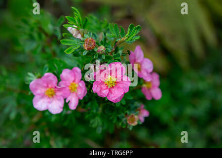 Close up de Potentilla fleurs dans un jardin de campagne anglaise Banque D'Images