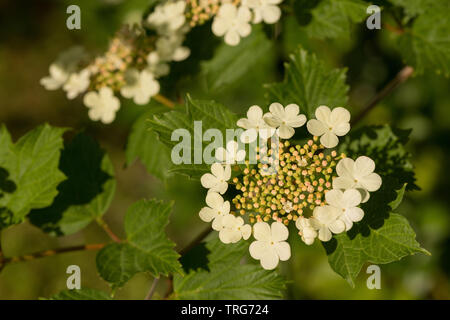 Comme l'hydrangea flowers, le Guelder rose-compactum, Viburnum opulus, a wonderful verticilles de fleurs mais peuvent être infestés par des larves du scarabée viburnum Banque D'Images